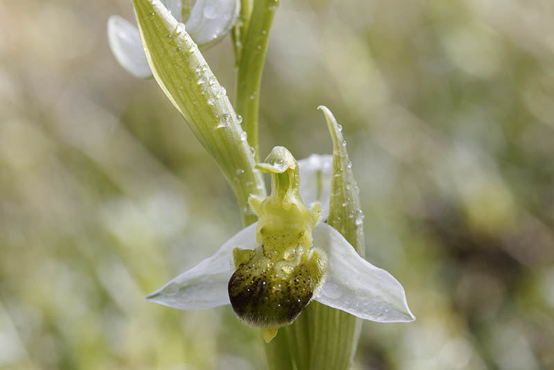 ophrys apiferaquale sottospecie ?